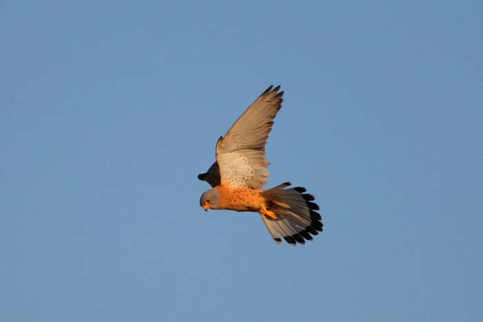 OASI NATURALISTICA SAN GIULIANO